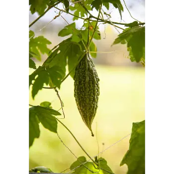 bitter gourd (19)-9229453-73564.webp